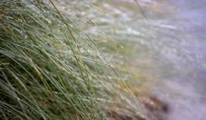 Preview wallpaper grass, dew, drops, water, macro