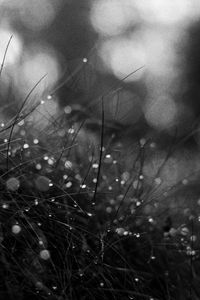 Preview wallpaper grass, dew, drops, macro, black and white