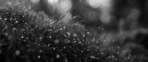 Preview wallpaper grass, dew, drops, macro, black and white