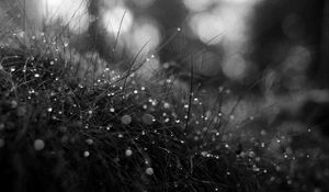 Preview wallpaper grass, dew, drops, macro, black and white