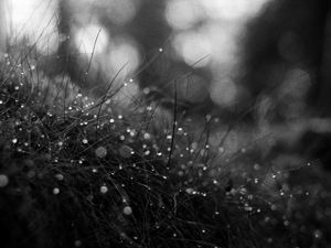 Preview wallpaper grass, dew, drops, macro, black and white