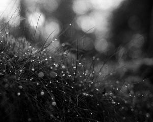 Preview wallpaper grass, dew, drops, macro, black and white