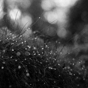 Preview wallpaper grass, dew, drops, macro, black and white