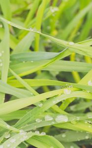 Preview wallpaper grass, dew, drops, wet