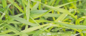 Preview wallpaper grass, dew, drops, wet