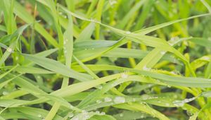 Preview wallpaper grass, dew, drops, wet