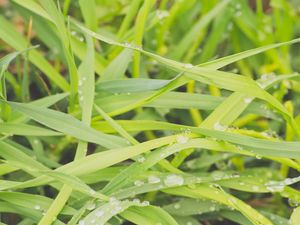 Preview wallpaper grass, dew, drops, wet