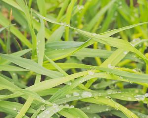 Preview wallpaper grass, dew, drops, wet