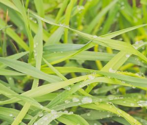 Preview wallpaper grass, dew, drops, wet