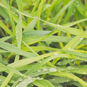 Preview wallpaper grass, dew, drops, wet