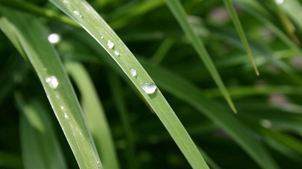 Wallpaper grass, dew, drops, light