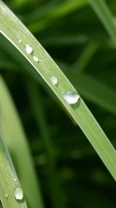 Preview wallpaper grass, dew, drops, light