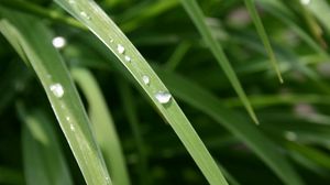 Preview wallpaper grass, dew, drops, light