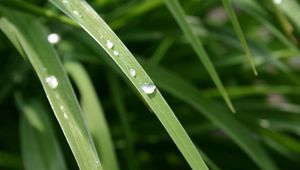 Preview wallpaper grass, dew, drops, light