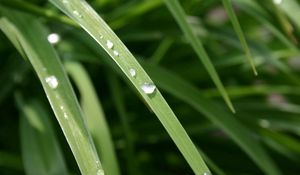 Preview wallpaper grass, dew, drops, light