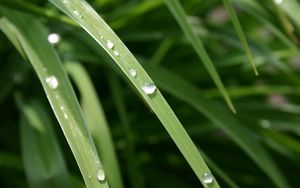 Preview wallpaper grass, dew, drops, light