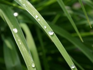 Preview wallpaper grass, dew, drops, light