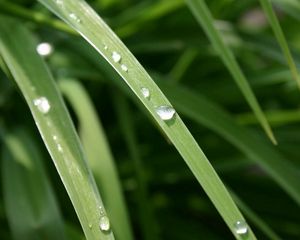 Preview wallpaper grass, dew, drops, light
