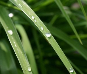 Preview wallpaper grass, dew, drops, light