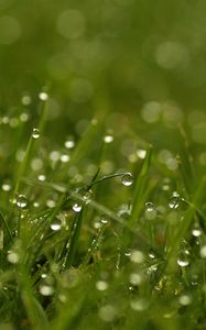 Preview wallpaper grass, dew, drops, bright