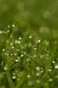 Preview wallpaper grass, dew, drops, bright