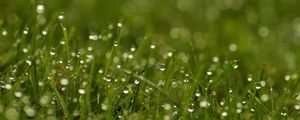 Preview wallpaper grass, dew, drops, bright