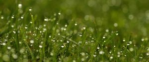 Preview wallpaper grass, dew, drops, bright