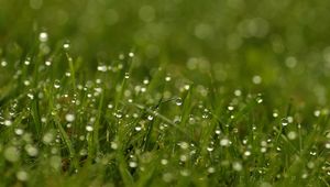 Preview wallpaper grass, dew, drops, bright