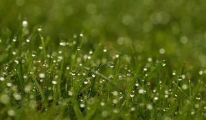 Preview wallpaper grass, dew, drops, bright