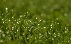 Preview wallpaper grass, dew, drops, bright