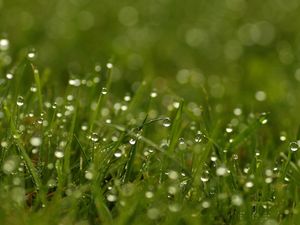 Preview wallpaper grass, dew, drops, bright