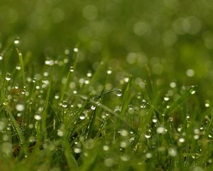 Preview wallpaper grass, dew, drops, bright