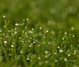 Preview wallpaper grass, dew, drops, bright