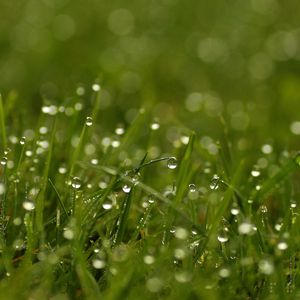 Preview wallpaper grass, dew, drops, bright