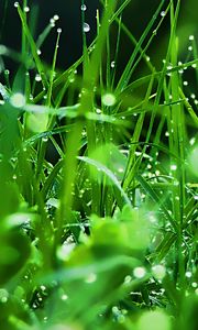 Preview wallpaper grass, dew, drops, green, freshness