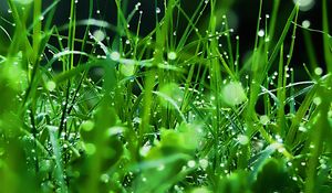 Preview wallpaper grass, dew, drops, green, freshness