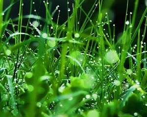 Preview wallpaper grass, dew, drops, green, freshness