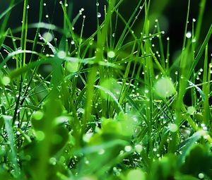 Preview wallpaper grass, dew, drops, green, freshness