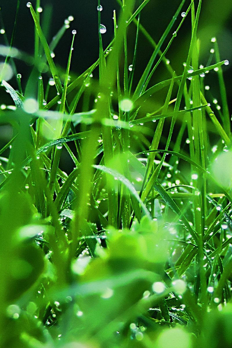 Download wallpaper 800x1200 grass, dew, drops, green, freshness ...