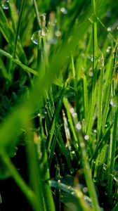 Preview wallpaper grass, dew, drops, green