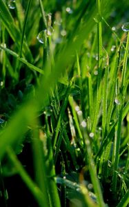 Preview wallpaper grass, dew, drops, green