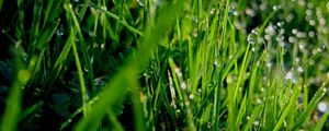 Preview wallpaper grass, dew, drops, green