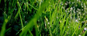 Preview wallpaper grass, dew, drops, green