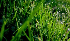 Preview wallpaper grass, dew, drops, green