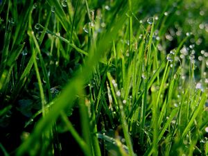 Preview wallpaper grass, dew, drops, green