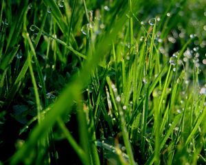 Preview wallpaper grass, dew, drops, green