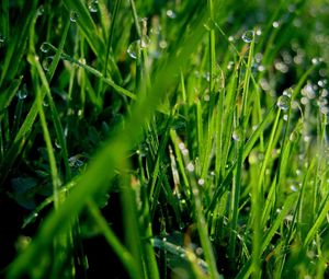 Preview wallpaper grass, dew, drops, green