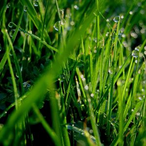 Preview wallpaper grass, dew, drops, green