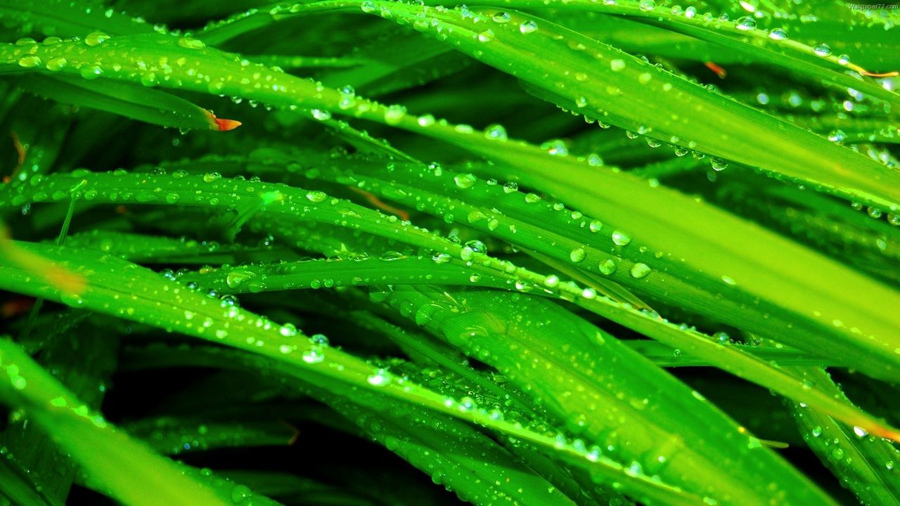 Wallpaper grass, dew, drops, green, wet