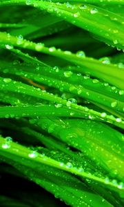 Preview wallpaper grass, dew, drops, green, wet